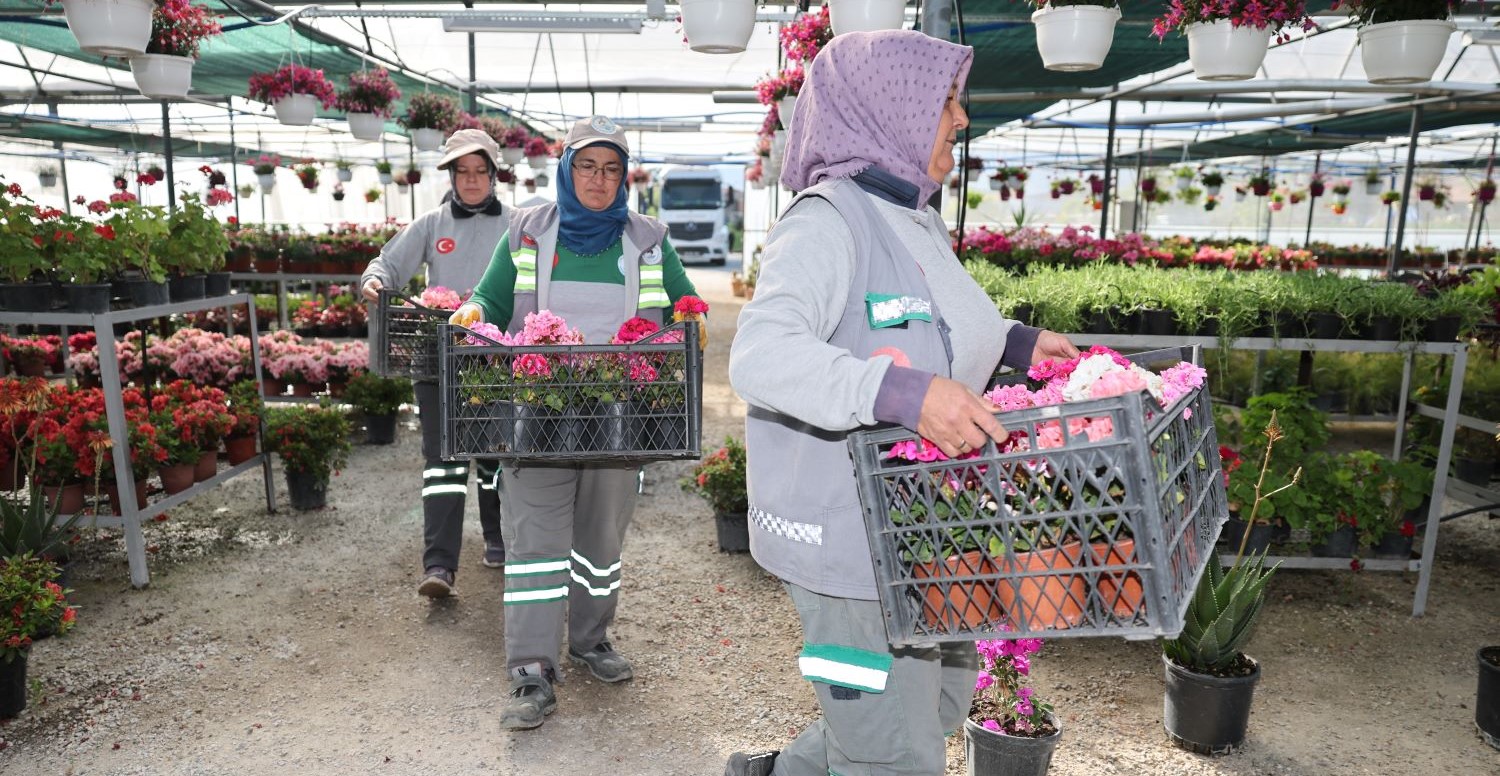 PAMUKKALE BELEDİYESİ ÜRETİYOR, PAMUKKALE KENDİ ÇİÇEĞİYLE GÜZELLEŞİYOR